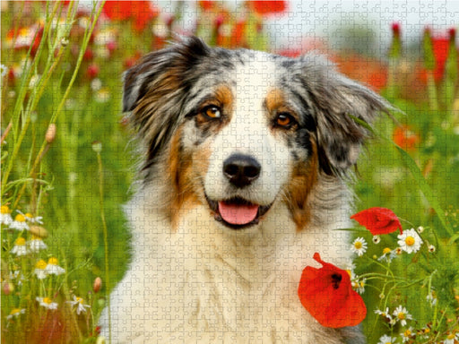 Australian Shepherd - CALVENDO Foto-Puzzle - calvendoverlag 29.99