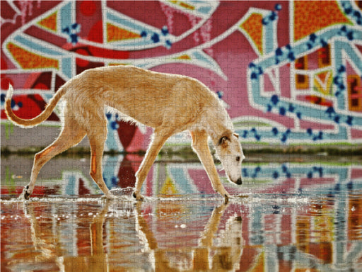 Windhund in Graffiti - CALVENDO Foto-Puzzle - calvendoverlag 29.99