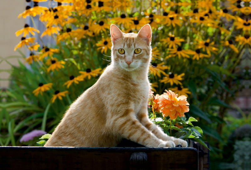 Premium Textil-Leinwand Premium Textil-Leinwand 120 cm x 80 cm quer Neugierige rot getigerter Katze in einem blühenden Garten