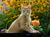 Neugierige rot getigerter Katze in einem blühenden Garten - CALVENDO Foto-Puzzle - calvendoverlag 29.99