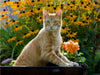 Neugierige rot getigerter Katze in einem blühenden Garten - CALVENDO Foto-Puzzle - calvendoverlag 29.99