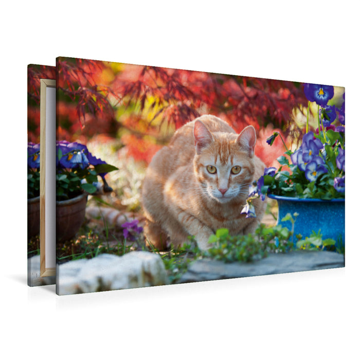 Premium Textil-Leinwand Premium Textil-Leinwand 120 cm x 80 cm quer Rot-getigerte Katze in einer bunten Gartenidylle