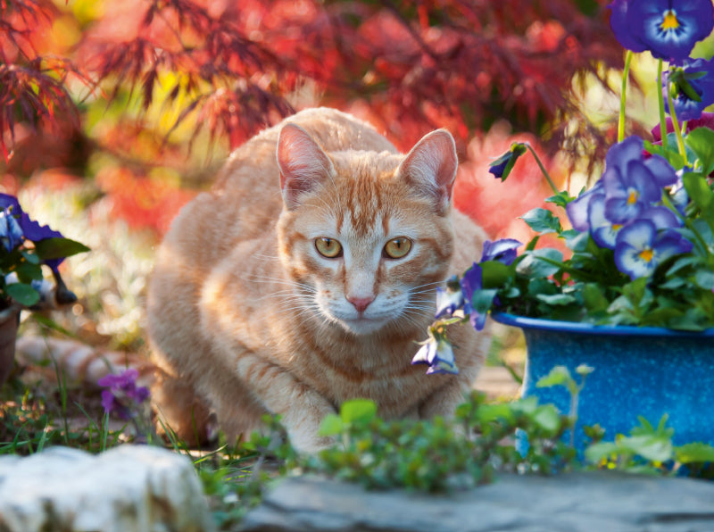 Rot-getigerte Katze in einer bunten Gartenidylle - CALVENDO Foto-Puzzle - calvendoverlag 33.99