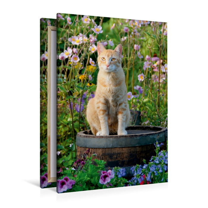 Premium Textil-Leinwand Premium Textil-Leinwand 80 cm x 120 cm  hoch Rote Katze auf Holzfass im blühenden Garten