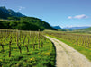 Im Etschtal nahe Tramin - CALVENDO Foto-Puzzle - calvendoverlag 39.99