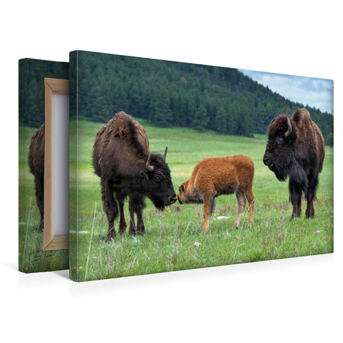 Premium Textil-Leinwand Premium Textil-Leinwand 45 cm x 30 cm quer Bison Familie im Custer State Park