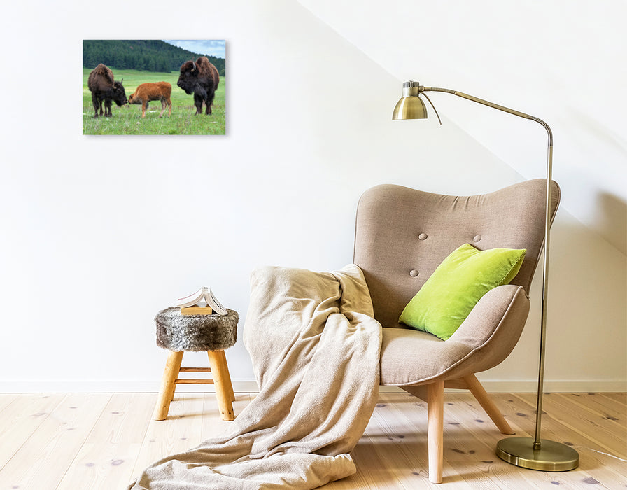 Premium Textil-Leinwand Premium Textil-Leinwand 45 cm x 30 cm quer Bison Familie im Custer State Park