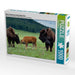 Bison Familie im Custer State Park - CALVENDO Foto-Puzzle - calvendoverlag 29.99