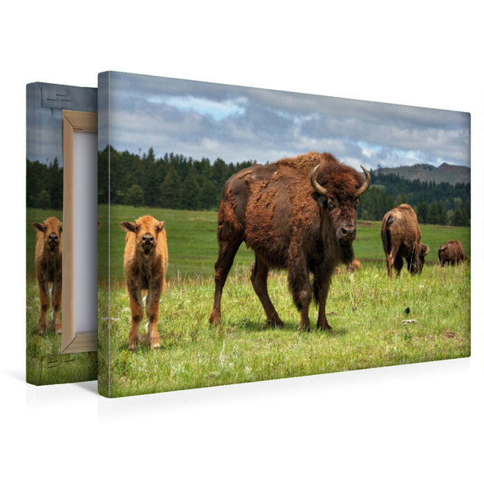 Premium Textil-Leinwand Premium Textil-Leinwand 45 cm x 30 cm quer Bison Familie im Custer State Park
