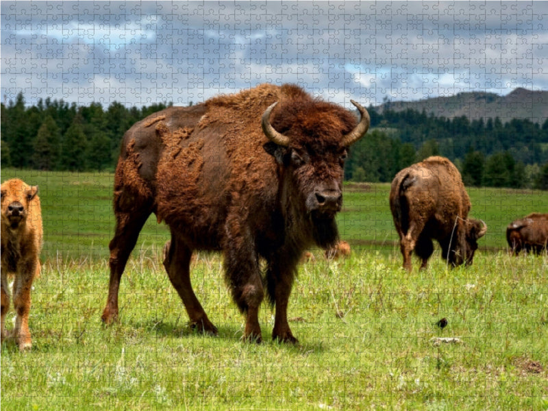 Bison Familie im Custer State Park - CALVENDO Foto-Puzzle - calvendoverlag 29.99