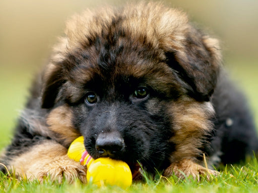 Deutscher Schäferhund Welpe - CALVENDO Foto-Puzzle - calvendoverlag 29.99