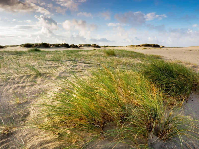 Dünen von Rømø - CALVENDO Foto-Puzzle - calvendoverlag 29.99