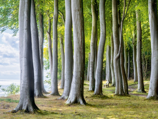 Wald von Fanefjord - CALVENDO Foto-Puzzle - calvendoverlag 29.99