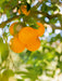 Früchte im Garten - CALVENDO Foto-Puzzle - calvendoverlag 29.99