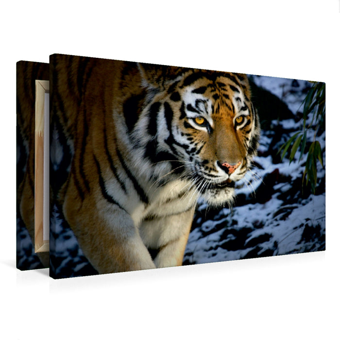 Premium Textil-Leinwand Premium Textil-Leinwand 75 cm x 50 cm quer Ein Motiv aus dem Kalender Tiger - die leisen Jäger des Dschungels