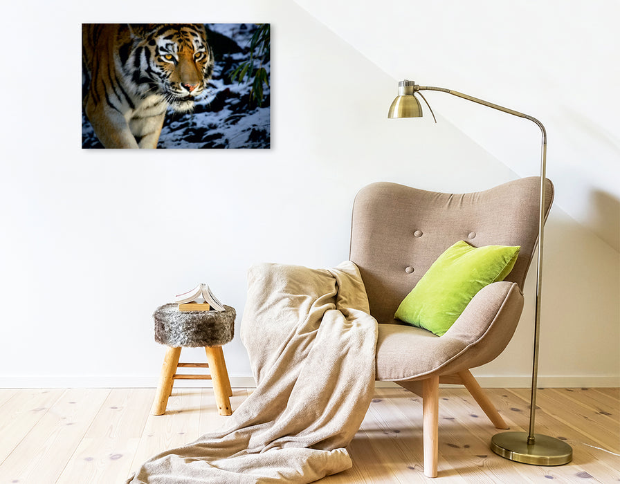 Toile textile haut de gamme Toile textile haut de gamme 75 cm x 50 cm de large Un motif du calendrier Tigre - les chasseurs tranquilles de la jungle 