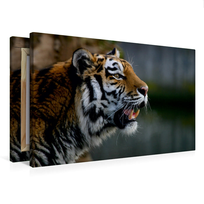 Premium Textil-Leinwand Premium Textil-Leinwand 75 cm x 50 cm quer Ein Motiv aus dem Kalender Tiger - die leisen Jäger des Dschungels