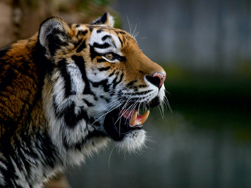 Tiger - die leisen Jäger des Dschungels - CALVENDO Foto-Puzzle - calvendoverlag 29.99