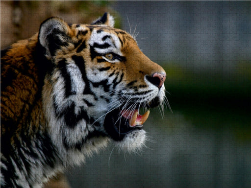 Tiger - die leisen Jäger des Dschungels - CALVENDO Foto-Puzzle - calvendoverlag 29.99
