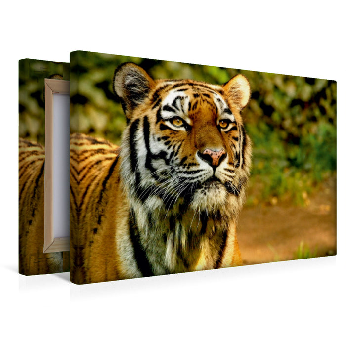 Premium Textil-Leinwand Premium Textil-Leinwand 45 cm x 30 cm quer Ein Motiv aus dem Kalender Tiger - die leisen Jäger des Dschungels