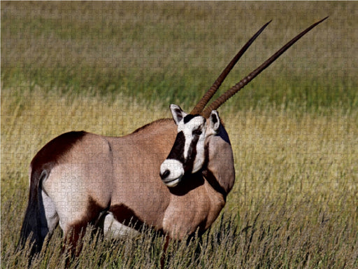 Oryx im Gras, Afrika - CALVENDO Foto-Puzzle - calvendoverlag 29.99