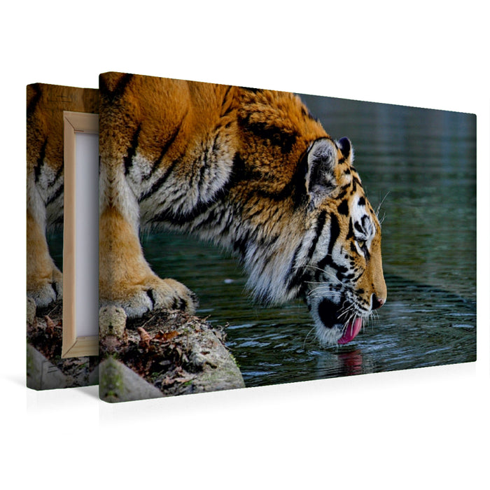 Premium Textil-Leinwand Premium Textil-Leinwand 45 cm x 30 cm quer Ein Motiv aus dem Kalender Tiger - die leisen Jäger des Dschungels