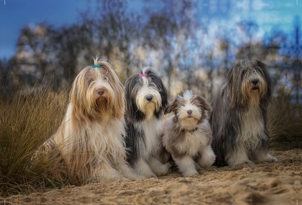 Premium Textil-Leinwand Premium Textil-Leinwand 120 cm x 80 cm quer BEARDED COLLIE Truppe mit Welpe