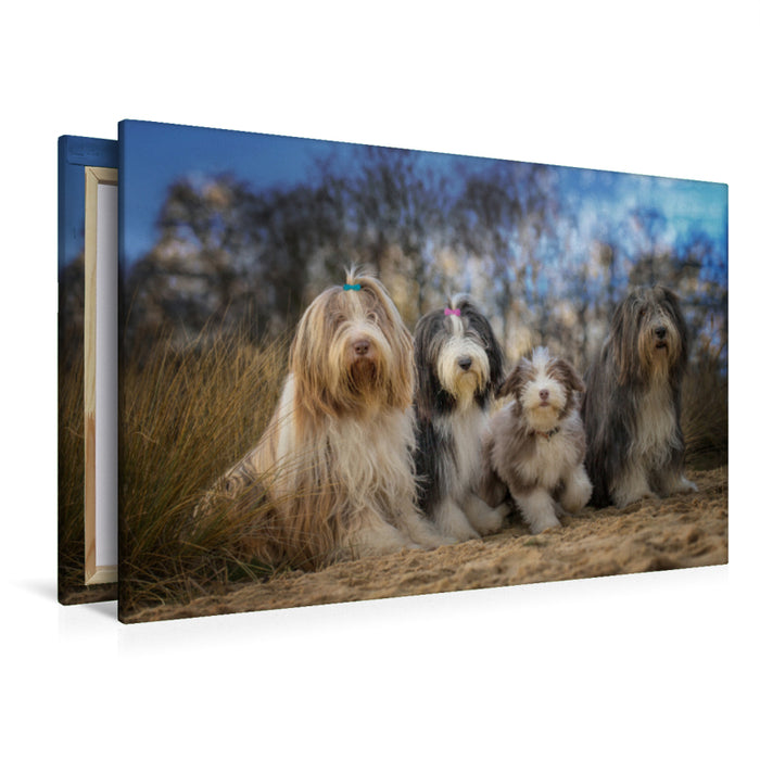 Premium Textil-Leinwand Premium Textil-Leinwand 120 cm x 80 cm quer BEARDED COLLIE Truppe mit Welpe