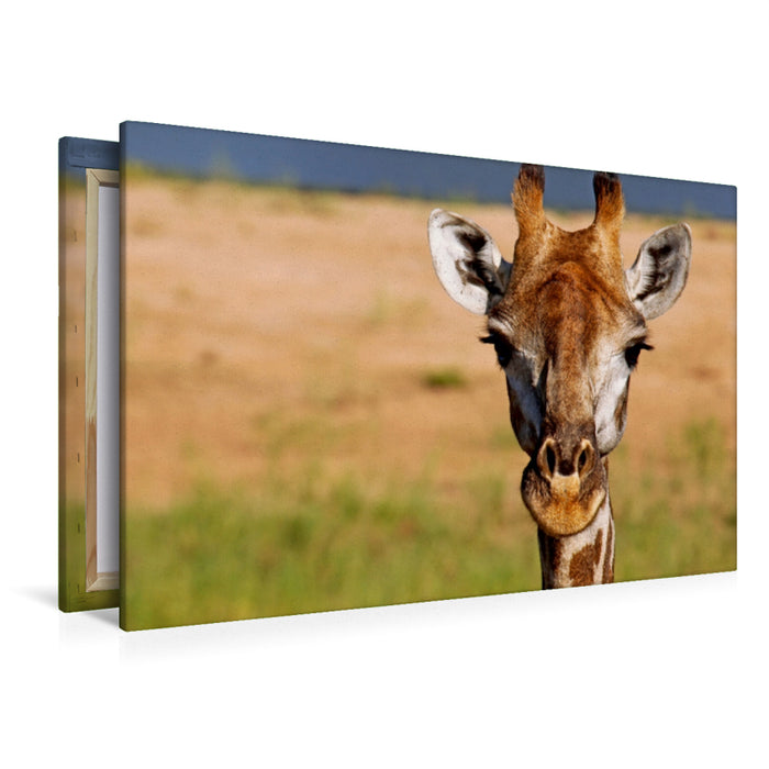 Premium Textil-Leinwand Premium Textil-Leinwand 120 cm x 80 cm quer Auge in Auge mit der Giraffe