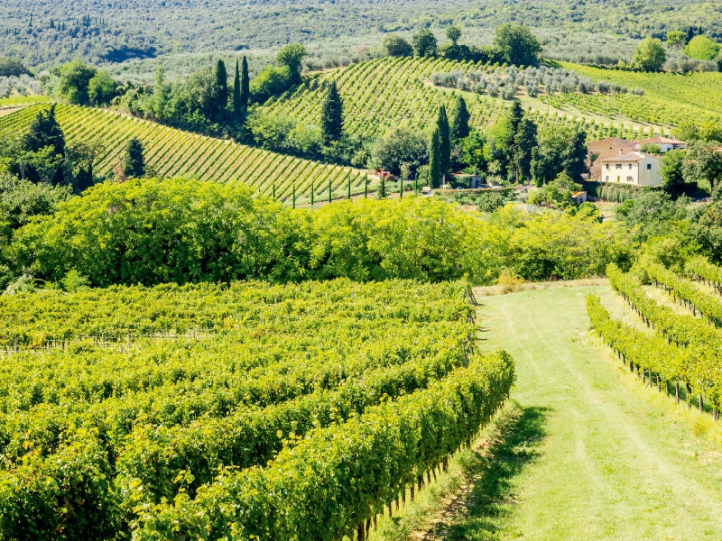 Weinberg bei San Gimignano - CALVENDO Foto-Puzzle - calvendoverlag 29.99