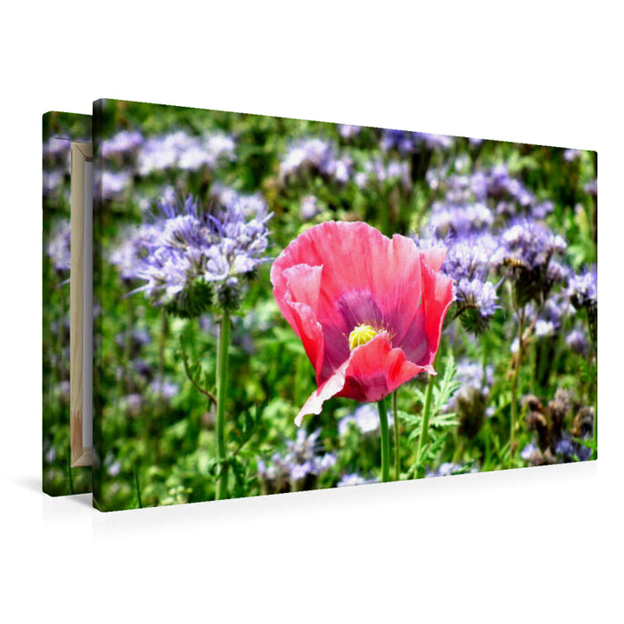 Premium Textil-Leinwand Premium Textil-Leinwand 90 cm x 60 cm quer Ein Motiv aus dem Kalender Traumhafte Mohnblüte