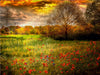 Mohnblumen in einem Getreidefeld - CALVENDO Foto-Puzzle - calvendoverlag 29.99