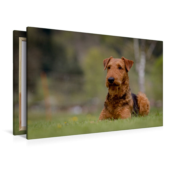 Premium Textil-Leinwand Premium Textil-Leinwand 120 cm x 80 cm quer Airedale-Terrier