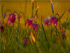Kleine Laternen - Schachbrettblumen im Abendlicht - CALVENDO Foto-Puzzle - calvendoverlag 34.99