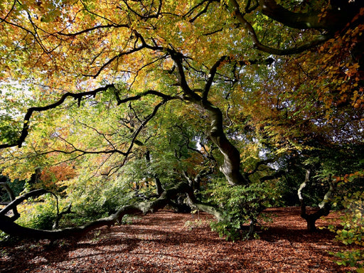 Der Herbst in voller Farbenpracht - CALVENDO Foto-Puzzle - calvendoverlag 29.99