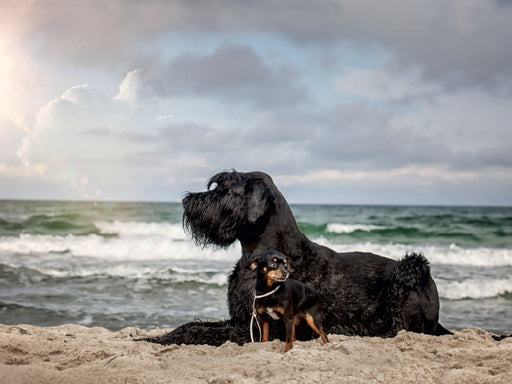 Hunde am Meer - CALVENDO Foto-Puzzle - calvendoverlag 29.99