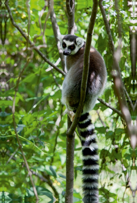 Premium Textil-Leinwand Premium Textil-Leinwand 80 cm x 120 cm  hoch Katta Lemur auf Madagaskar