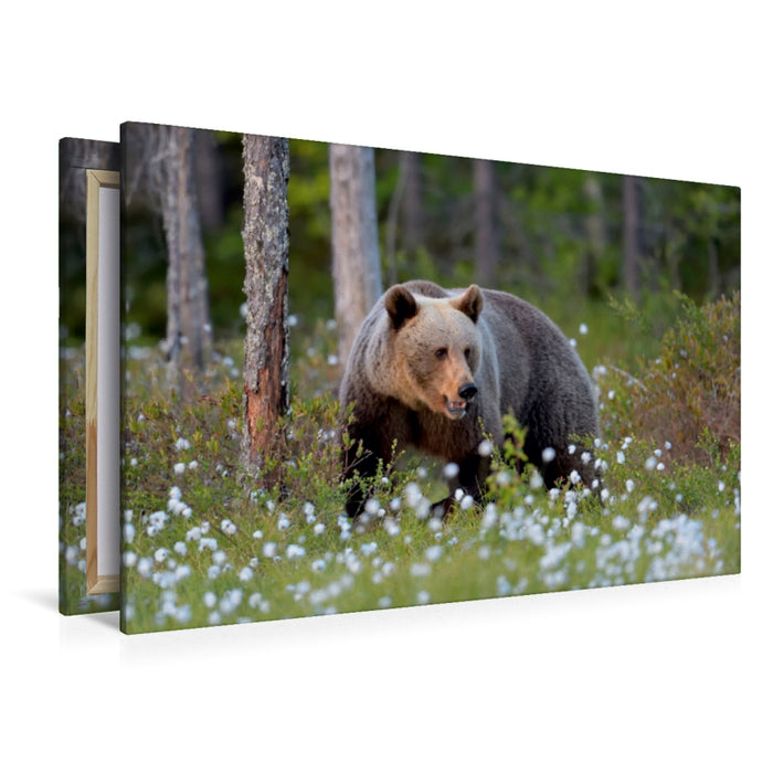 Premium Textil-Leinwand Premium Textil-Leinwand 120 cm x 80 cm quer Ein Motiv aus dem Kalender Wildtiere Europas