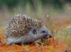 Igel - CALVENDO Foto-Puzzle - calvendoverlag 29.99