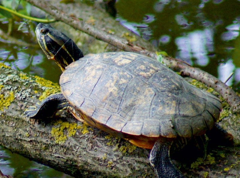 Wasserschildkröte - CALVENDO Foto-Puzzle - calvendoverlag 39.99