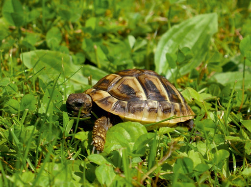 Griechisches Landschildkröten Baby - CALVENDO Foto-Puzzle - calvendoverlag 39.99