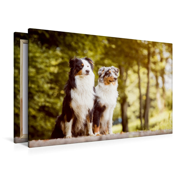 Premium Textil-Leinwand Premium Textil-Leinwand 120 cm x 80 cm quer Ein Motiv aus dem Kalender Australian Shepherds Kalender 2017