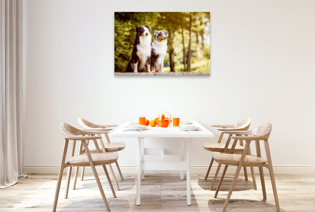 Premium Textil-Leinwand Premium Textil-Leinwand 120 cm x 80 cm quer Ein Motiv aus dem Kalender Australian Shepherds Kalender 2017