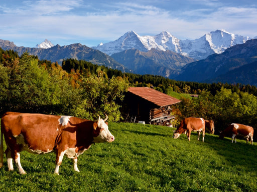 Schweizer Kühe - CALVENDO Foto-Puzzle - calvendoverlag 29.99