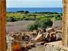 Die griechischen Ruinen in Selinunt - CALVENDO Foto-Puzzle - calvendoverlag 29.99