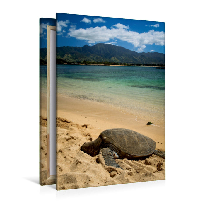 Premium Textil-Leinwand Premium Textil-Leinwand 80 cm x 120 cm  hoch Hawaiian Green Sea Turtle - Oahu