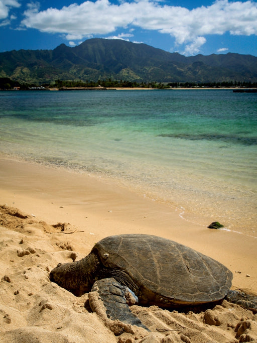 Hawaiian Green Sea Turtle - Oahu - CALVENDO Foto-Puzzle - calvendoverlag 29.99