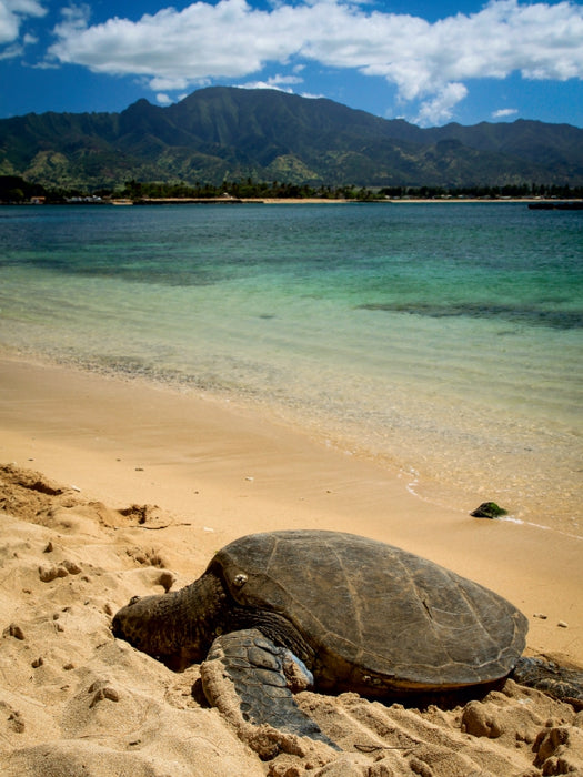 Hawaiian Green Sea Turtle - Oahu - CALVENDO Foto-Puzzle - calvendoverlag 29.99