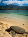 Hawaiian Green Sea Turtle - Oahu - CALVENDO Foto-Puzzle - calvendoverlag 29.99