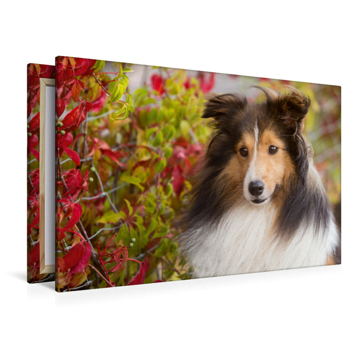 Premium Textil-Leinwand Premium Textil-Leinwand 120 cm x 80 cm quer Ein Motiv aus dem Kalender SHELTIES Liebe auf 4 Pfoten